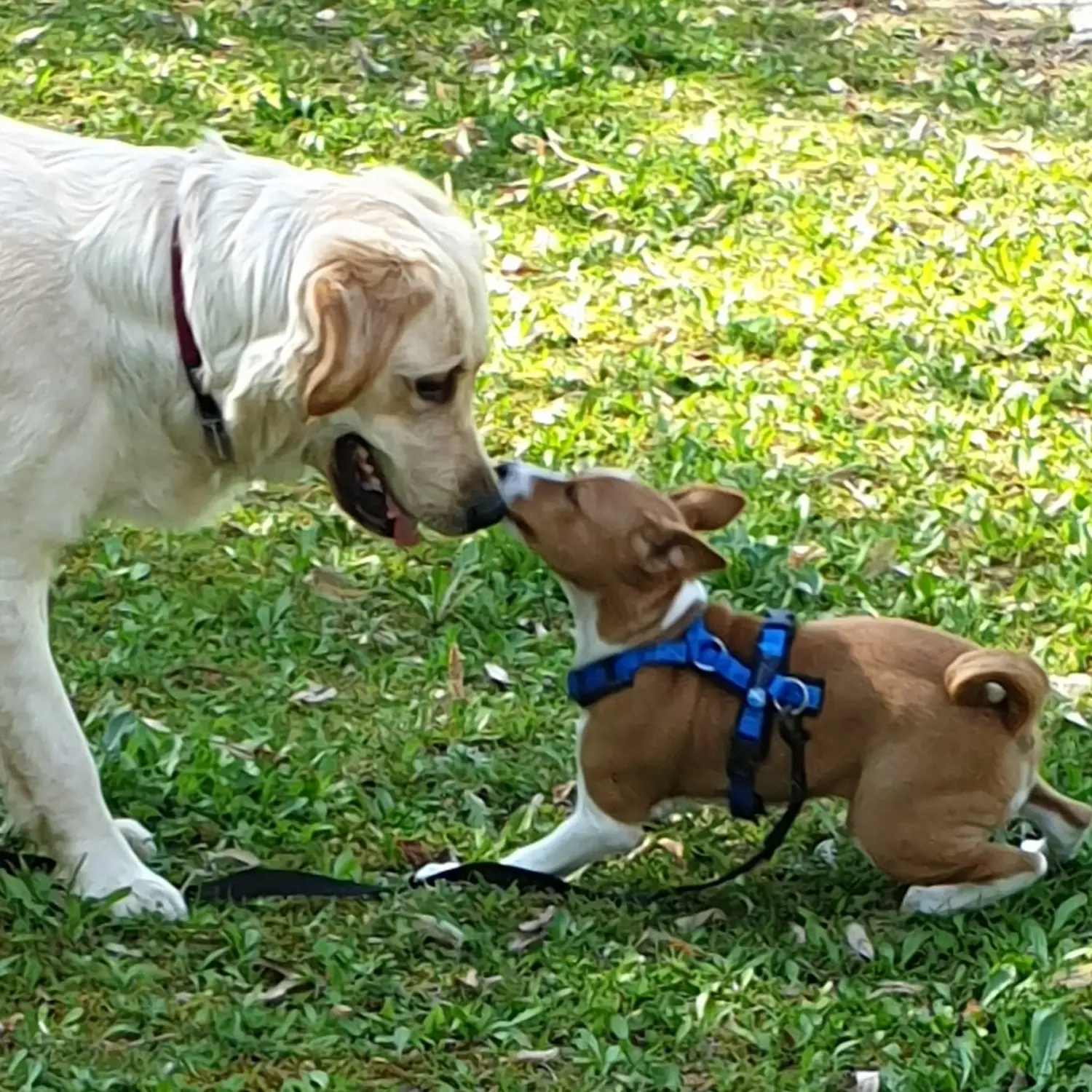  Hunde im Princess-Resort Haus