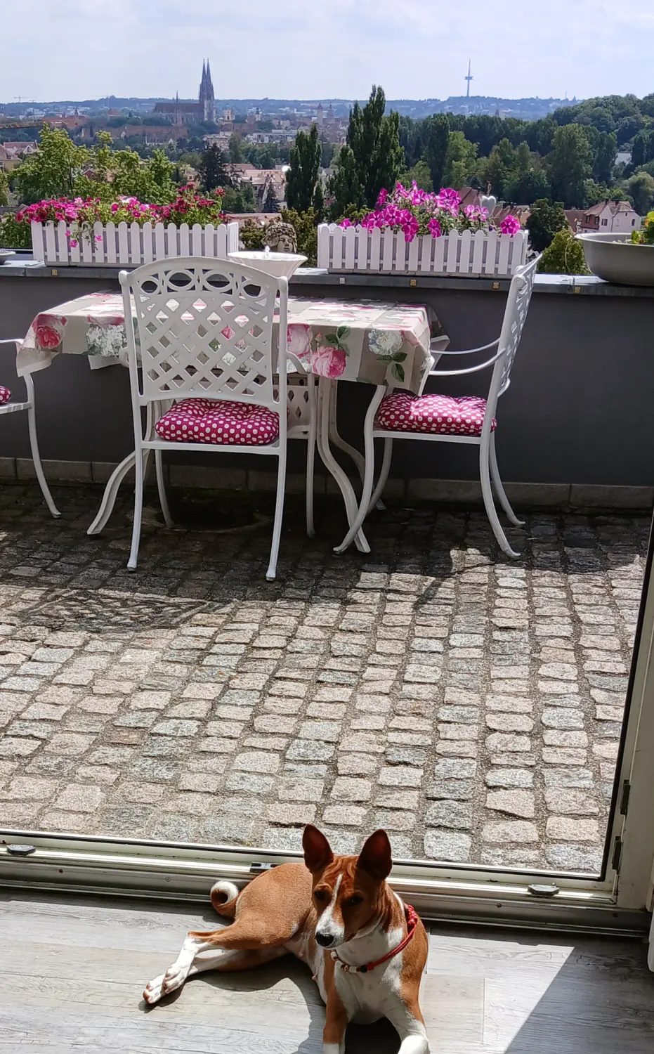 Ein Hund sitzt auf einer Princess-Resort Terrasse