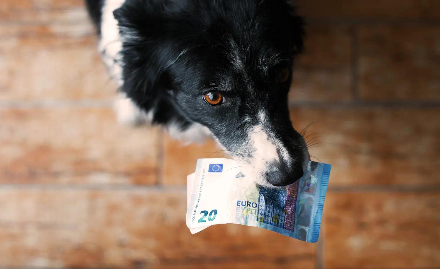 Schwarzer und weißer Border Collie mit Euro-Banknoten im Princess-Resort 