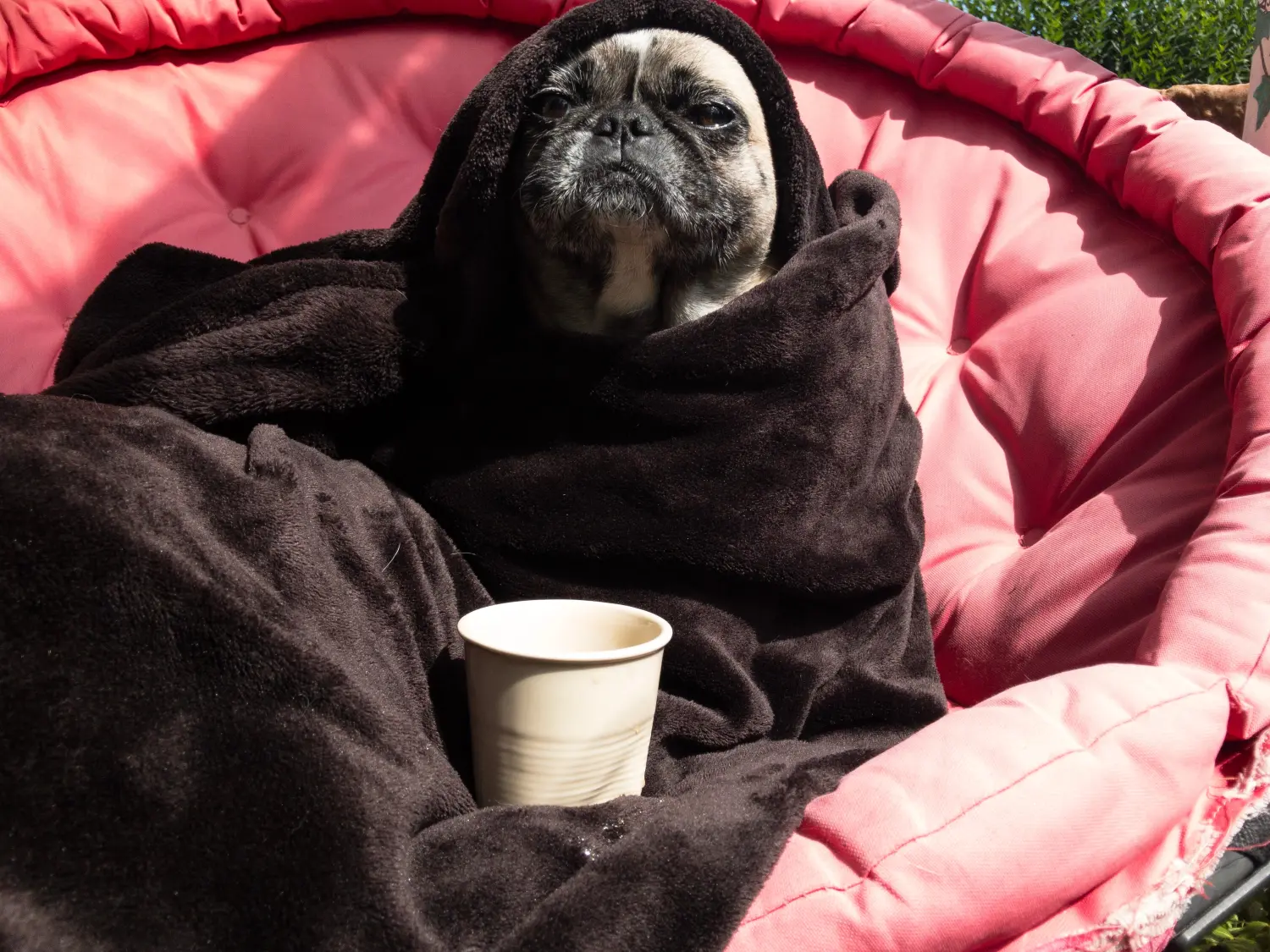 Hund (Mops) sitzt eingewickelt in eine Decke im Princess-Resort