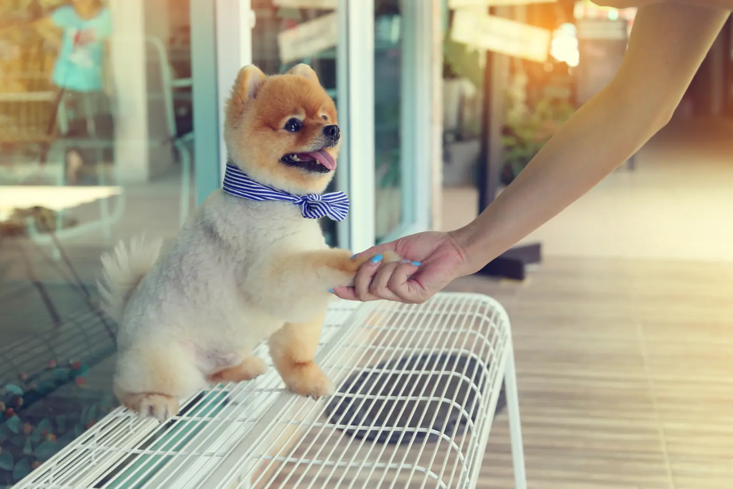 Frau im Princess-Resort gibt Besitzerin die Hand mit kleinem Pomeranian-Hund 